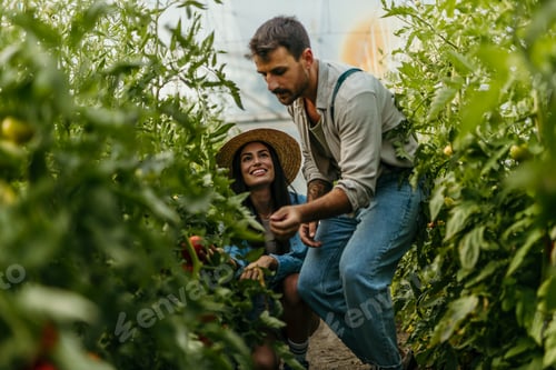 Preview: Couple harvesting organic tomatoes in greenhouse