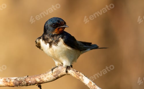 Preview: Barn swallow, hirundo rustica. At dawn, a bird sits on a thin beautiful branch