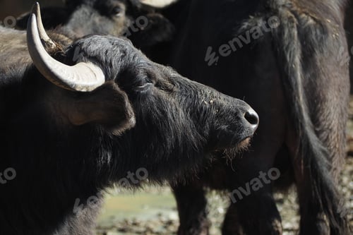 Preview: Water buffalo stands in a herd near a water source