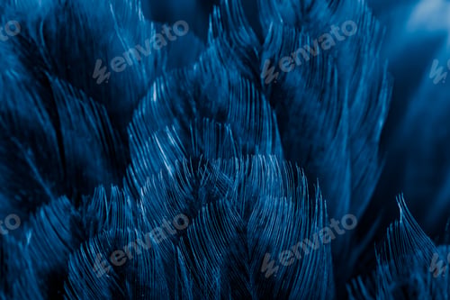 Preview: macro photo of violet hen feathers. background or textura