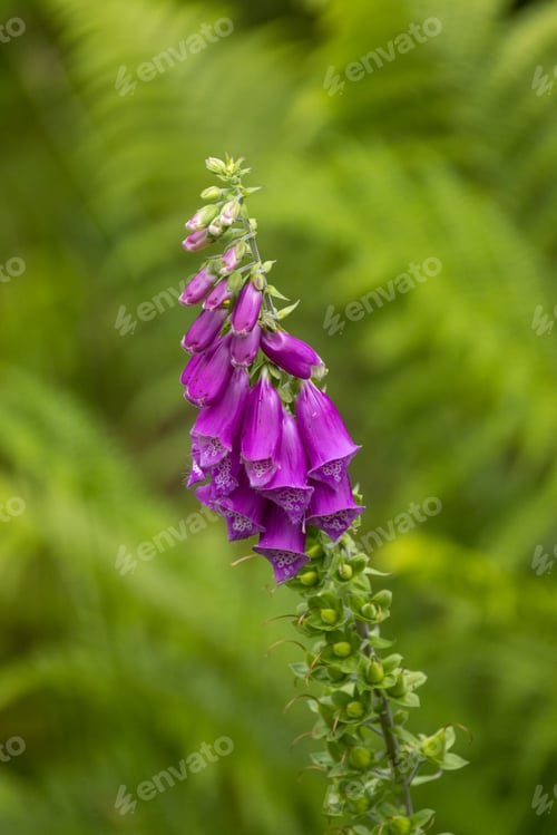 Preview: Vertical shot of a purple foxglove flower