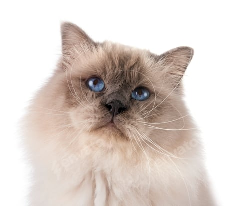 Preview: birman cat in studio