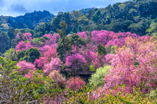 Preview: Blossom of Wild Himalayan Cherry (Prunus cerasoides) or Giant tiger flower.