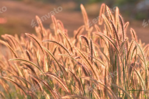 Preview: Fountain grass on a sunny day