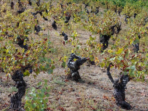 Preview: Vineyard