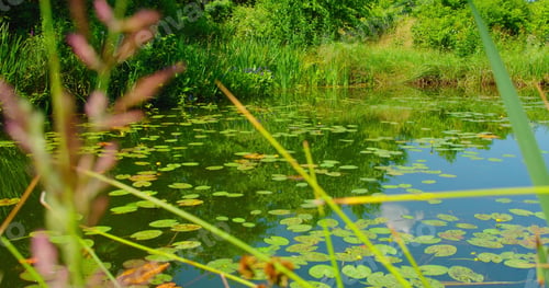 Preview: Beautiful water yellow lily flowers in pond. Water lilies Nuphar lutea on river. Leaves and flowers