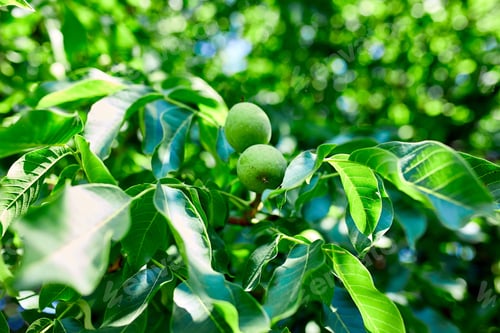 Preview: Walnuts ready to harvest from tree, Green leaves background