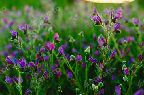 Preview: Field of beautiful and delicate blue and lilac flowers in spring