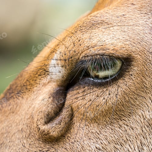 Preview: Macro shot of deer's eye