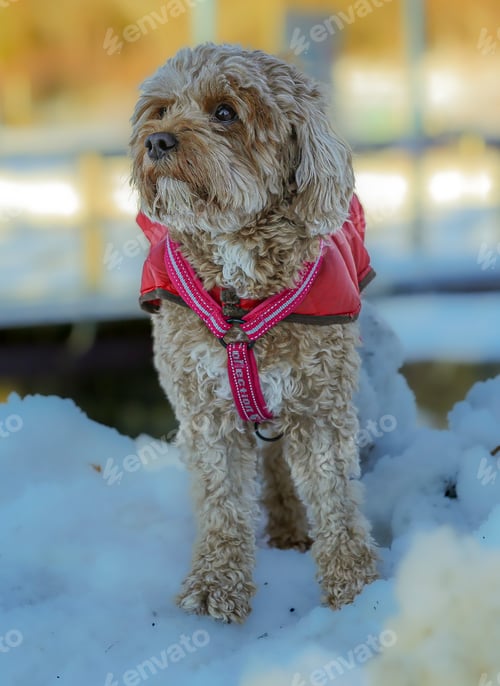 Preview: Young Cavapoo dog playing in the snow with a red cover in Ludvika City, Sweden