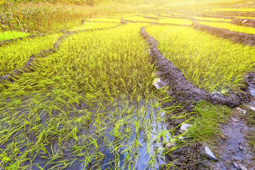 Preview: paddy fields in Nepal