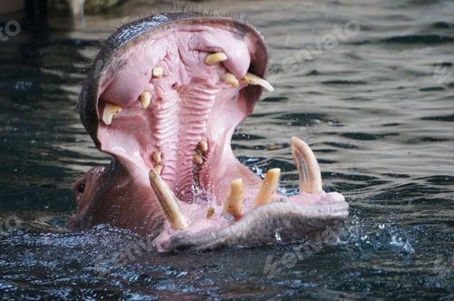 Preview: Hippopotamus opening its mouth