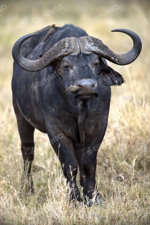 Preview: African buffalo walking in a grassy meadow in Serengeti, Tanzania