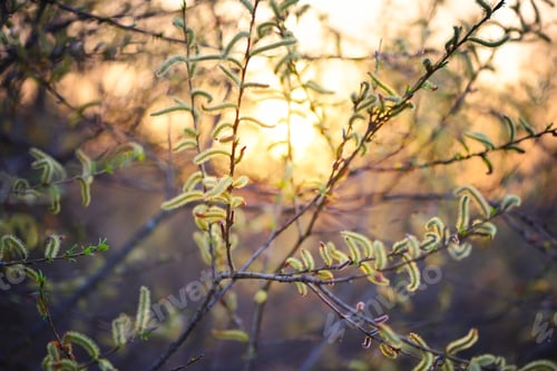 Preview: Flowering willow in sunlight. Branch with buds in springtime on