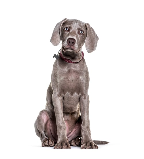 Preview: Young Weimaraner pointing dog sitting and weraing a collar