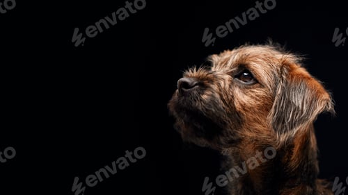 Preview: Close Up Studio Portrait Of Border Terrier Puppy Against Black Background