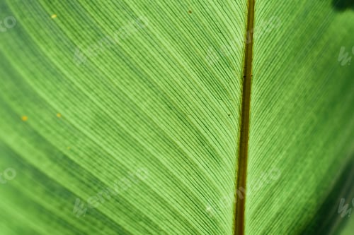 Preview: Closeup Nature View Of Tropical Leaf Background