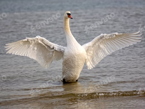 Preview: White swan in the wild