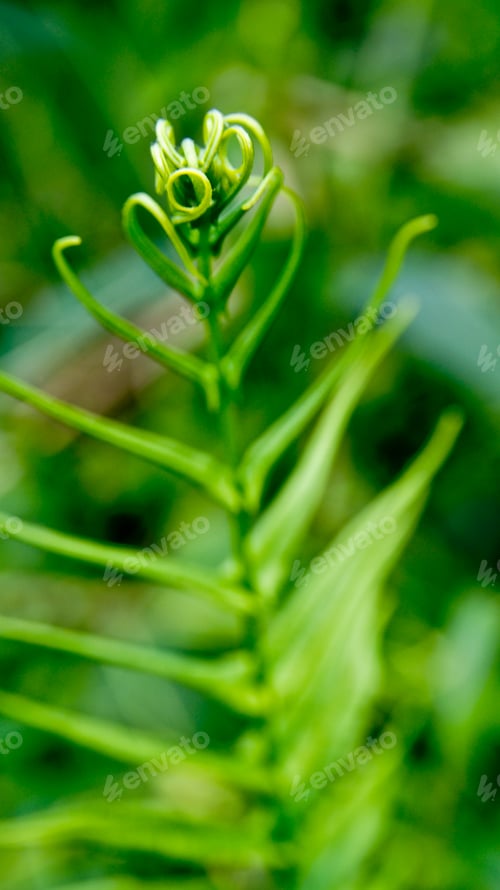 Preview: Green fern on bokeh green background
