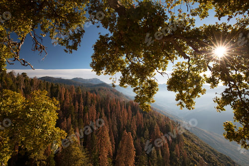 Preview: Sequoia National Park USA