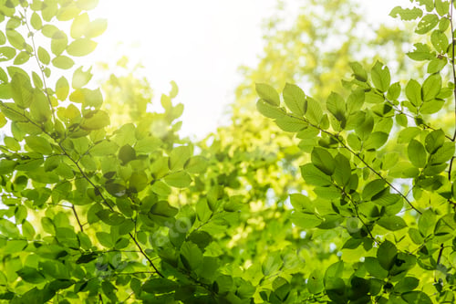 Preview: Green leaves background in sunny day