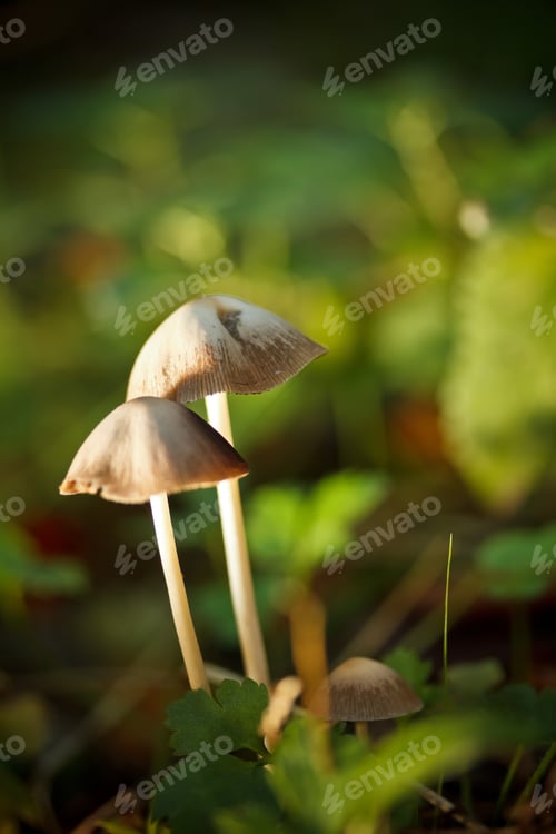 Preview: Forest mushrooms