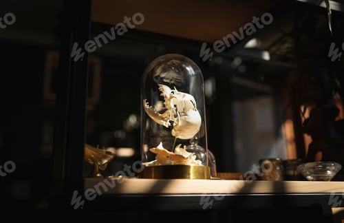 Preview: Animal skull in a glass bell jar on dark background. Spiritual, mystical occult style. Witch stuff
