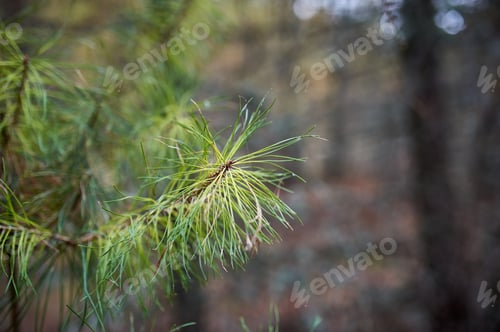 Preview: Yellow autumn larch forest. Nobody, closeup branches