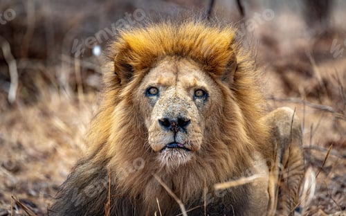 Preview: Majestic Lion in the Wild