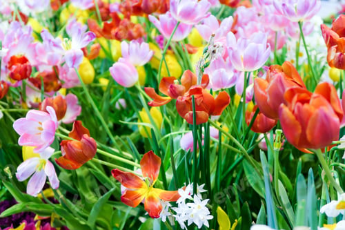 Preview: Colorful tulips background