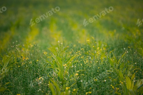 Preview: Rural Landscape Maize Field With Young Corn Sprouts. Young Green Cornfield Plantation. Agricultural