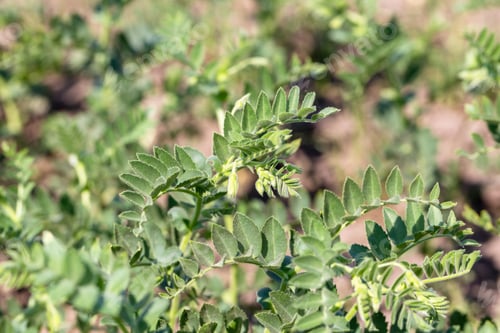Preview: Chickpeas in garden with leaves. Chickpeas plant growing.