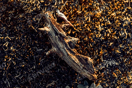 Preview: Closeup shot of ground of the forest with dry branches and leaves, a beautiful fall background