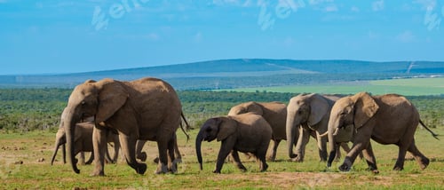 Preview: Elephants in South Africa, Family of elephant in Addo elephant park