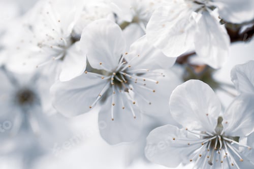 Preview: Closeup selective focus shot of white flowers with a blurred background