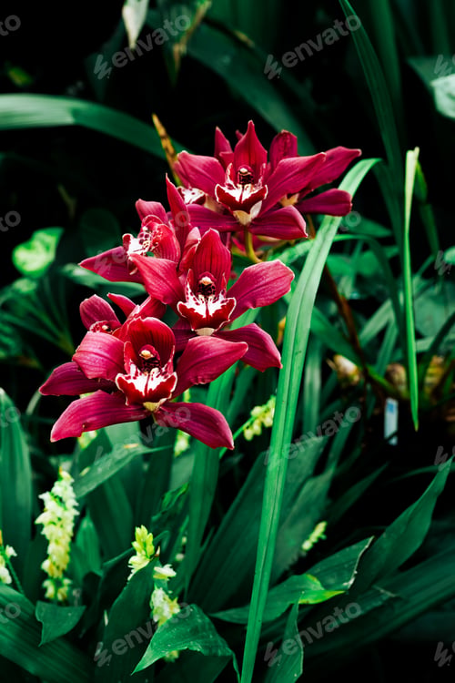 Preview: Beautiful orchid flowers in botanical garden