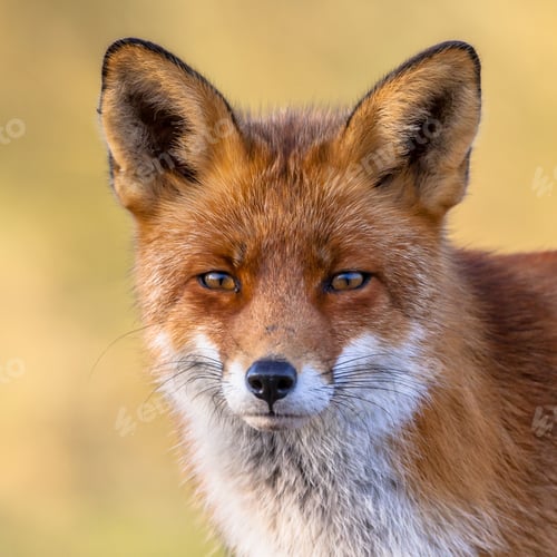 Preview: Red fox portrait