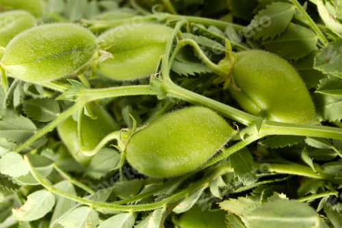 Preview: fresh green chickpeas close up