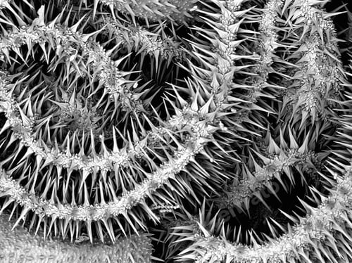 Preview: Large Caterpillar: Gold coated and imaged in Scanning electron microscope