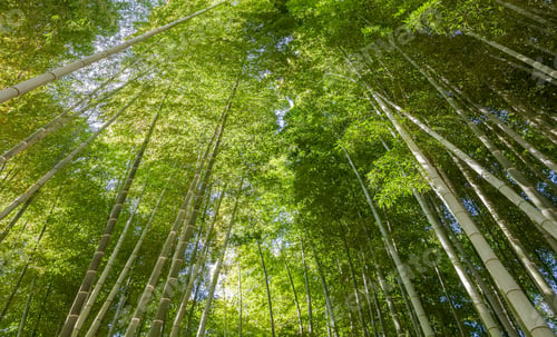Preview: Bamboo Forest, Kyoto, Japan