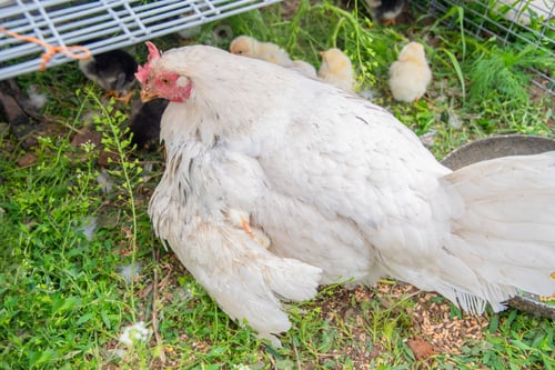 Preview: Two little yellow and white chicks hide under their mother hen's wing seeking warmth and protection