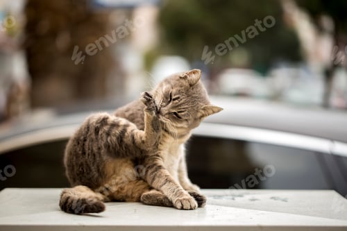Preview: Alone Stray cat, outdoor. Pet animal; stray cat.