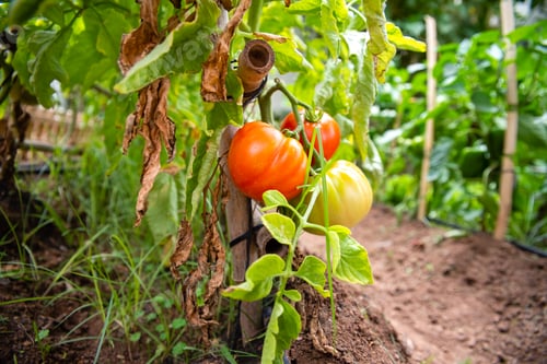 Preview: Red tomatoes grown on mature branches full of vitamins for a healthy organic diet