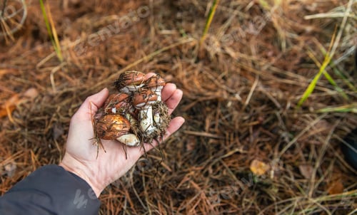 Preview: Mushroom picking in the forest. Selective focus.