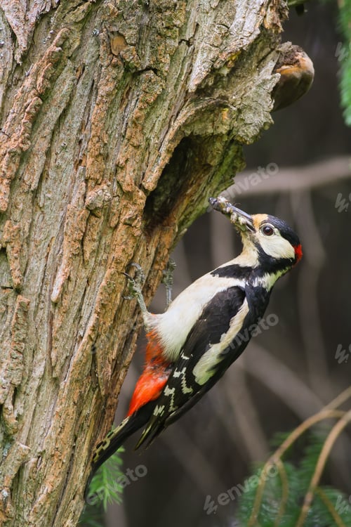 Preview: Great spotted woodpecker holding insect on tree in spring