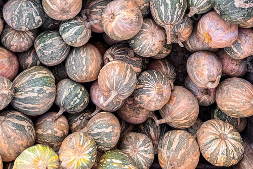 Preview: pumpkin fruit outdoor harvest different types pumpkin varieties food snack copy space food