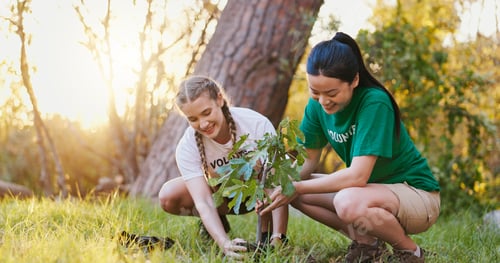 Preview: Plant tree, women and volunteer with sustainability, agriculture and teamwork with nature. Climate