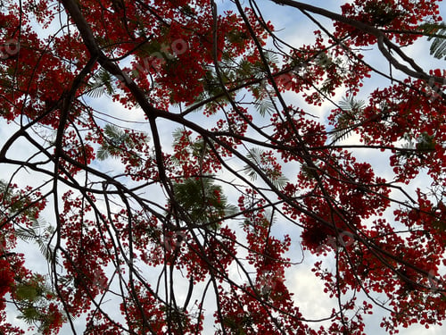 Preview: Red flame tree