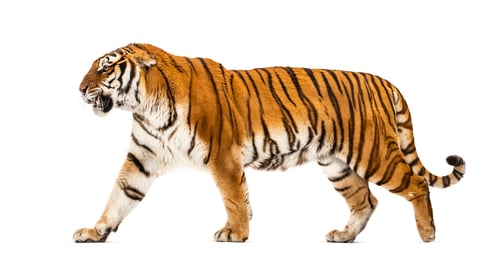 Preview: Tiger