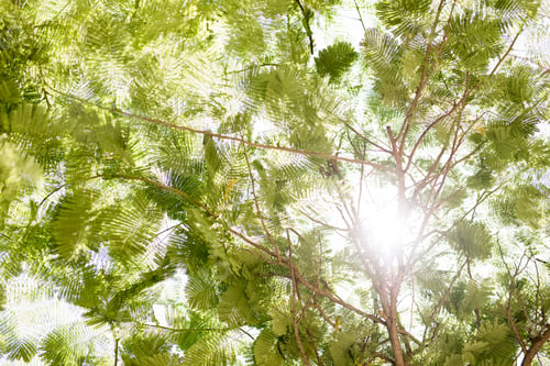 Preview: Sun glare through fern canopy